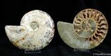 Spectacular Inch Split Ammonite Pair - XL #375-1